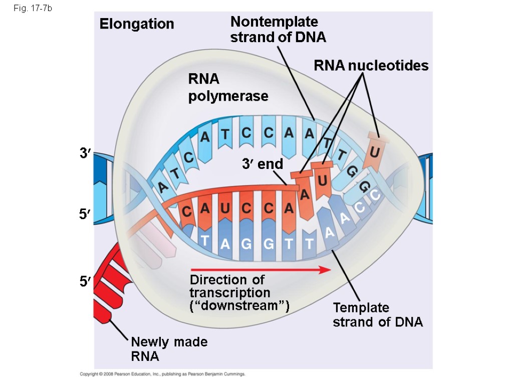 Fig. 17-7b Elongation RNA polymerase Nontemplate strand of DNA RNA nucleotides 3 end Direction